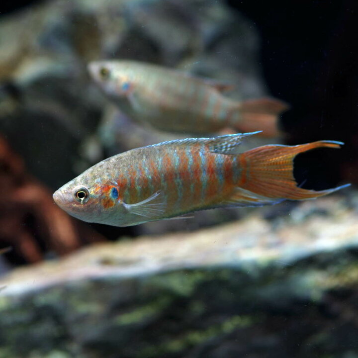 楽天市場 熱帯魚 生体 パラダイスフィッシュ 約４ ５cm １匹 水槽 熱帯魚 観賞魚 飼育 生体 通販 販売 アクアリウム あくありうむ 小型 ネオス 楽天市場店