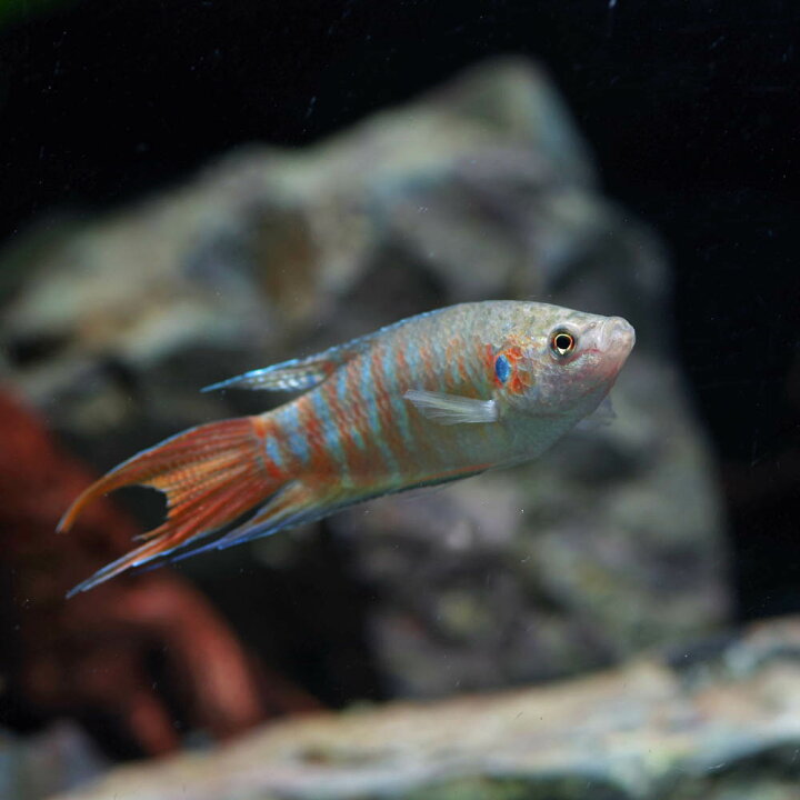 楽天市場 熱帯魚 生体 パラダイスフィッシュ 約4 5cm 1匹 水槽 熱帯魚 観賞魚 飼育 生体 通販 販売 アクアリウム あくありうむ 小型 ネオス 楽天市場店 楽天市場 熱帯魚 生体 パラダイスフィッシュ 約4 5cm 1匹 水槽 熱帯魚 観賞魚 飼育 生体 通販 販売 アクアリウム あくありうむ 小型 ネオス 楽天市場店