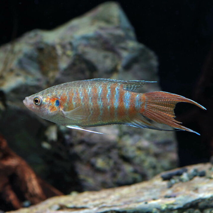 楽天市場 熱帯魚 生体 パラダイスフィッシュ 約4 5cm 1匹 水槽 熱帯魚 観賞魚 飼育 生体 通販 販売 アクアリウム あくありうむ 小型 ネオス 楽天市場店 楽天市場 熱帯魚 生体 パラダイスフィッシュ 約4 5cm 1匹 水槽 熱帯魚 観賞魚 飼育 生体 通販 販売 アクアリウム あくありうむ 小型 ネオス 楽天市場店