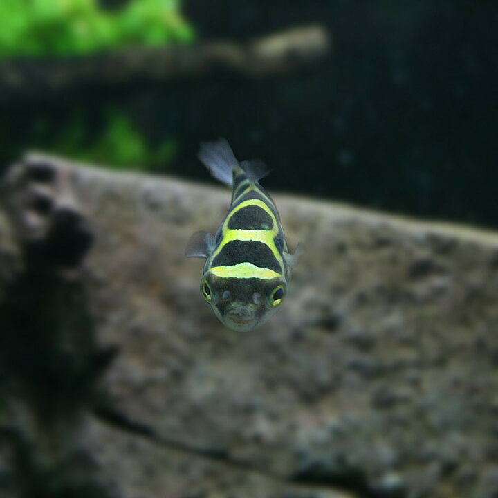 楽天市場 熱帯魚 生体 ８の字フグ ハチノジフグ 約１ ５ ３cm １匹 水槽 熱帯魚 観賞魚 飼育 生体 通販 販売 アクアリウム あくありうむ 小型 ネオス 楽天市場店