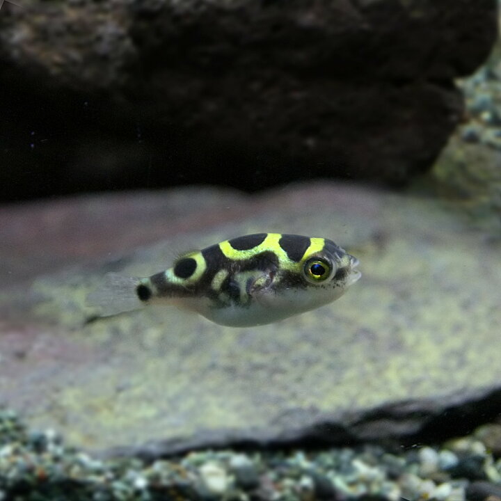 楽天市場 熱帯魚 生体 ８の字フグ ハチノジフグ 約１ ５ ３cm １匹 水槽 熱帯魚 観賞魚 飼育 生体 通販 販売 アクアリウム あくありうむ 小型 ネオス 楽天市場店