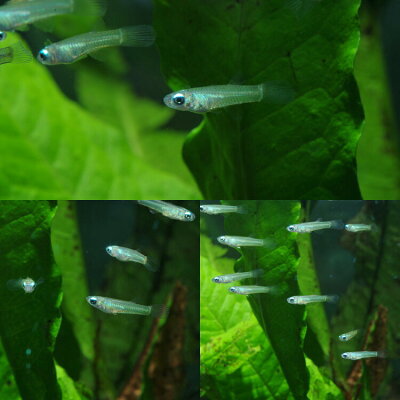 ▼アフリカンランプアイ(約2cm)<100匹>【水槽熱帯魚観賞魚飼育】
