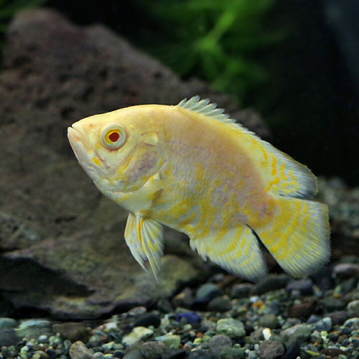 楽天市場 熱帯魚 生体 レモン タイガー オスカー 約４ ６cm １匹 水槽 熱帯魚 観賞魚 飼育 生体 通販 販売 アクアリウム あくありうむ 小型 ネオス 楽天市場店