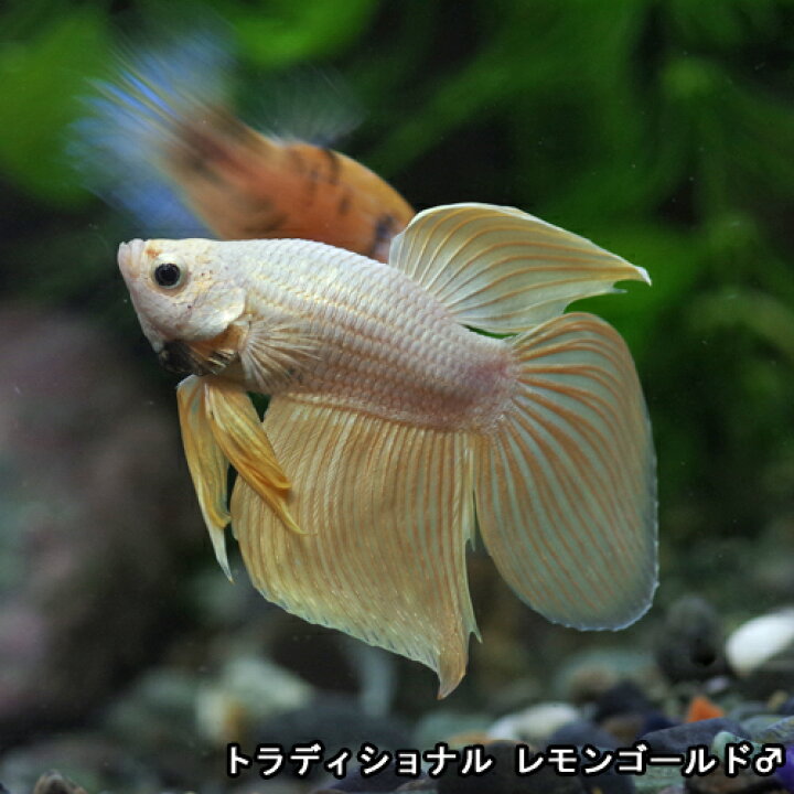楽天市場 熱帯魚 生体 ベタ レモンゴールド トラディショナルベタ １匹 水槽 熱帯魚 観賞魚 飼育 生体 通販 販売 アクアリウム あくありうむ 小型 ネオス 楽天市場店