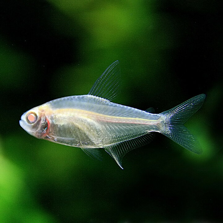 楽天市場 熱帯魚 生体 アルビノレモンテトラ 約３cm ３匹 水槽 熱帯魚 観賞魚 飼育 生体 通販 販売 アクアリウム あくありうむ 小型 ネオス 楽天市場店