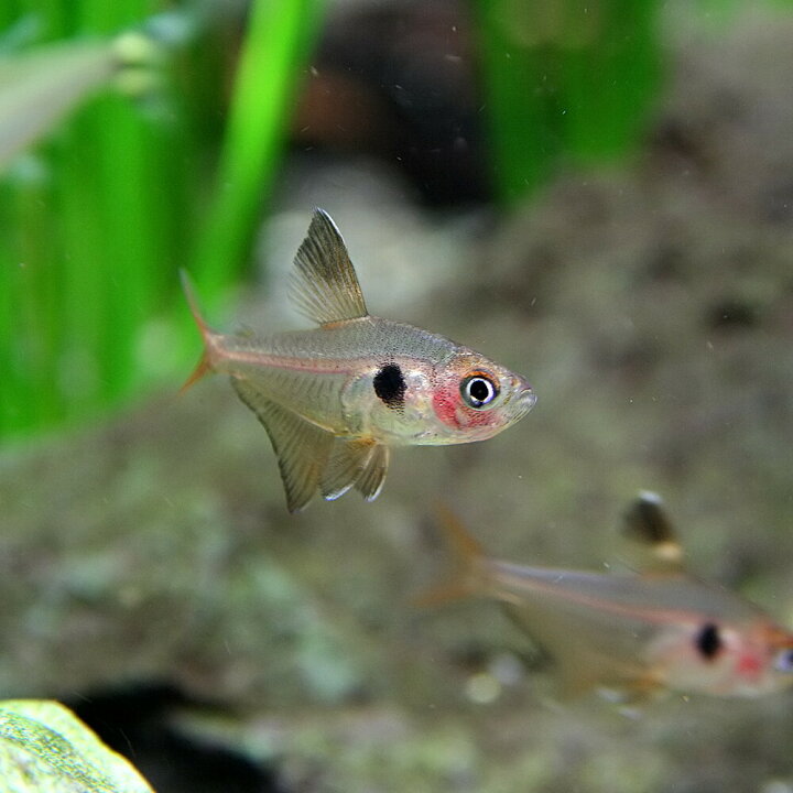 楽天市場 熱帯魚 生体 レッドファントムテトラ ブリード 約１ １ ５cm １０匹 水槽 熱帯魚 観賞魚 飼育 生体 通販 販売 アクアリウム あくありうむ 小型 ネオス 楽天市場店