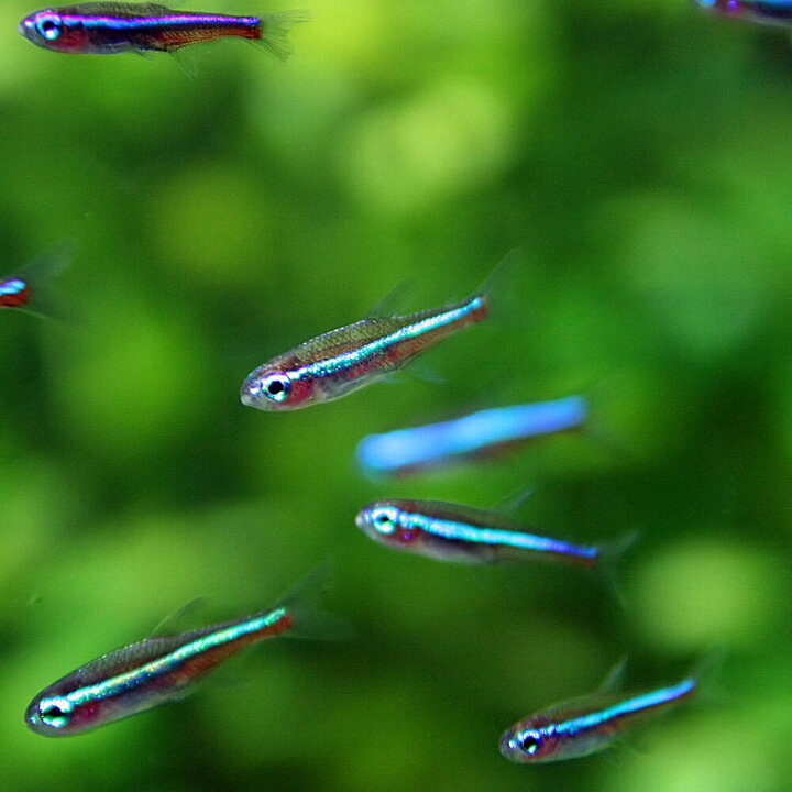 楽天市場 熱帯魚 生体 グリーンネオン 約1 5 2cm 10匹 水槽 熱帯魚 観賞魚 飼育 生体 通販 販売 アクアリウム あくありうむ 小型 ネオス 楽天市場店 楽天市場 熱帯魚 生体 グリーンネオン 約1 5 2cm 10匹 水槽 熱帯魚 観賞魚 飼育 生体 通販 販売 アクアリウム あくありうむ 小型 ネオス 楽天市場店