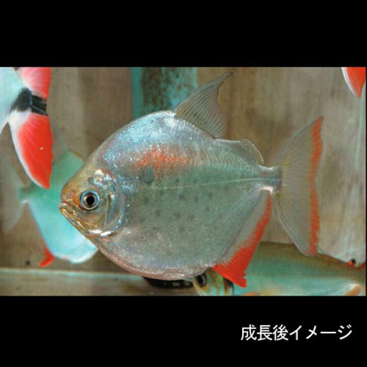 楽天市場】(熱帯魚 生体)メチニス （約2-4cm）（3匹）【水槽/熱帯魚 