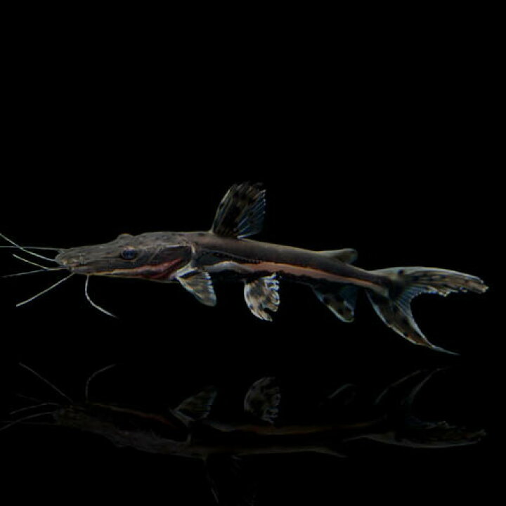 値下げ 熱帯魚 南米原産ナマズ タイガーシャベルノーズキャット 5cm 1匹 Shipsctc Org