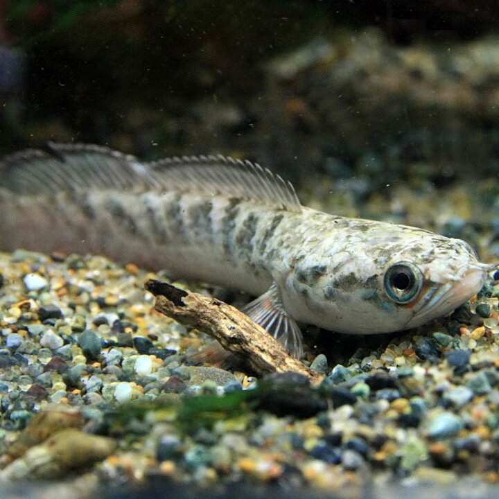 楽天市場 熱帯魚 生体 ドワーフスネークヘッド ベンガルオレンジ 約６ ８cm １匹 水槽 熱帯魚 観賞魚 飼育 生体 通販 販売 アクアリウム あくありうむ 小型 ネオス 楽天市場店
