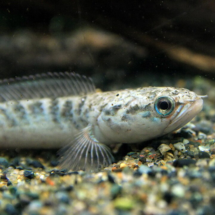 楽天市場 熱帯魚 生体 ドワーフスネークヘッド ベンガルオレンジ 約６ ８cm １匹 水槽 熱帯魚 観賞魚 飼育 生体 通販 販売 アクアリウム あくありうむ 小型 ネオス 楽天市場店