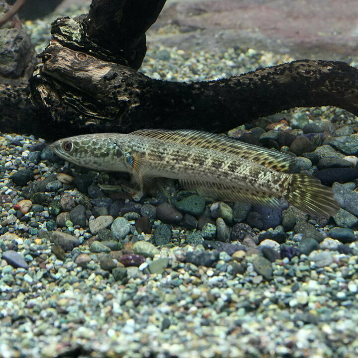楽天市場】(熱帯魚 生体)バイオレットスネークヘッド （約12cm)（1匹 