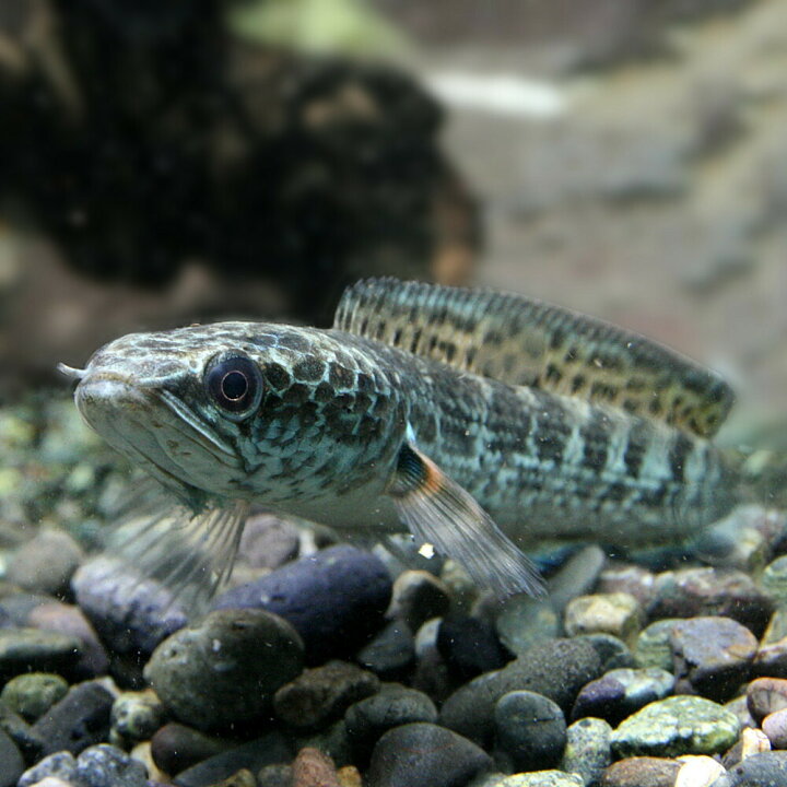 楽天市場】(熱帯魚 生体)バイオレットスネークヘッド （約12cm)（1匹 