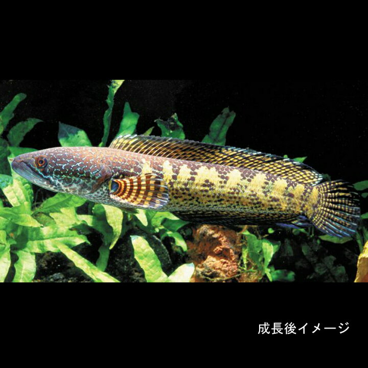 楽天市場】(熱帯魚 生体)バイオレットスネークヘッド （約12cm)（1匹 