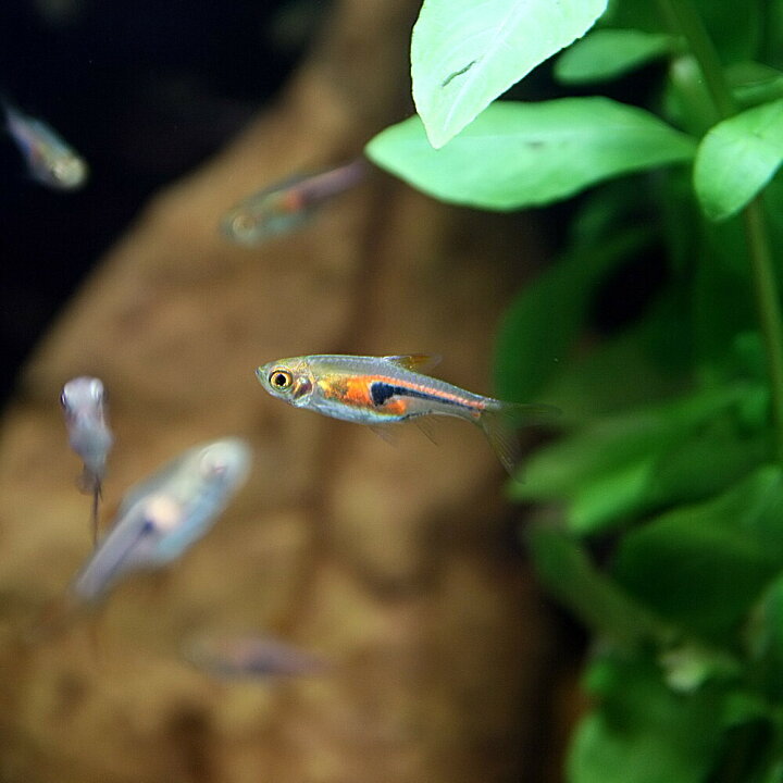 楽天市場 熱帯魚 生体 ラスボラ エスペイ 約１ ５cm ３０匹 水槽 熱帯魚 観賞魚 飼育 生体 通販 販売 アクアリウム あくありうむ ネオス 楽天市場店