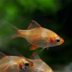 楽天市場 熱帯魚 スマトラの通販