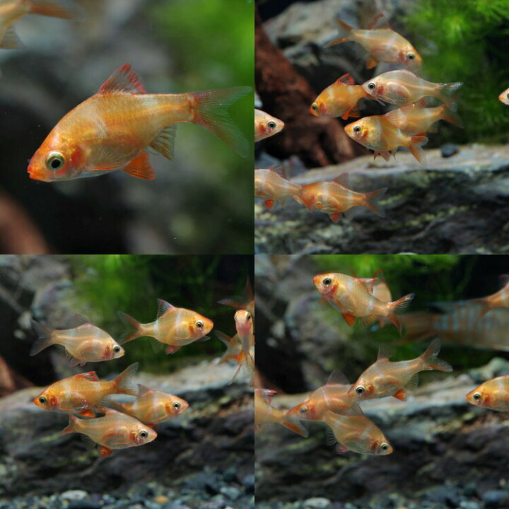 楽天市場 熱帯魚 生体 白スマトラ 約２cm ３匹 水槽 熱帯魚 観賞魚 飼育 生体 通販 販売 アクアリウム あくありうむ 小型 ネオス 楽天市場店