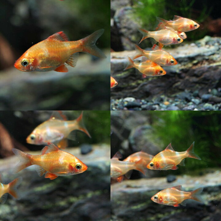 楽天市場 熱帯魚 生体 白スマトラ 約２cm ３匹 水槽 熱帯魚 観賞魚 飼育 生体 通販 販売 アクアリウム あくありうむ 小型 ネオス 楽天市場店