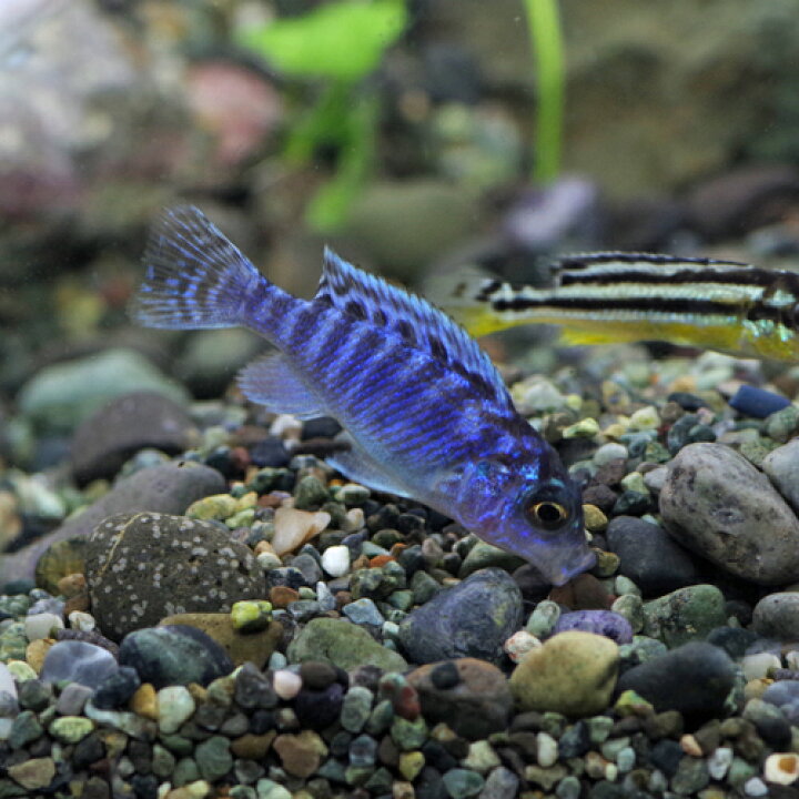 楽天市場 熱帯魚 生体 ゴールデンゼブラシクリッド 約２ ３cm ４匹 水槽 熱帯魚 観賞魚 飼育 生体 通販 販売 アクアリウム あくありうむ 小型 ネオス 楽天市場店