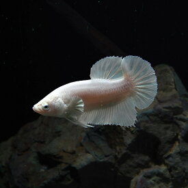 楽天市場 熱帯魚 ベタ ホワイトの通販
