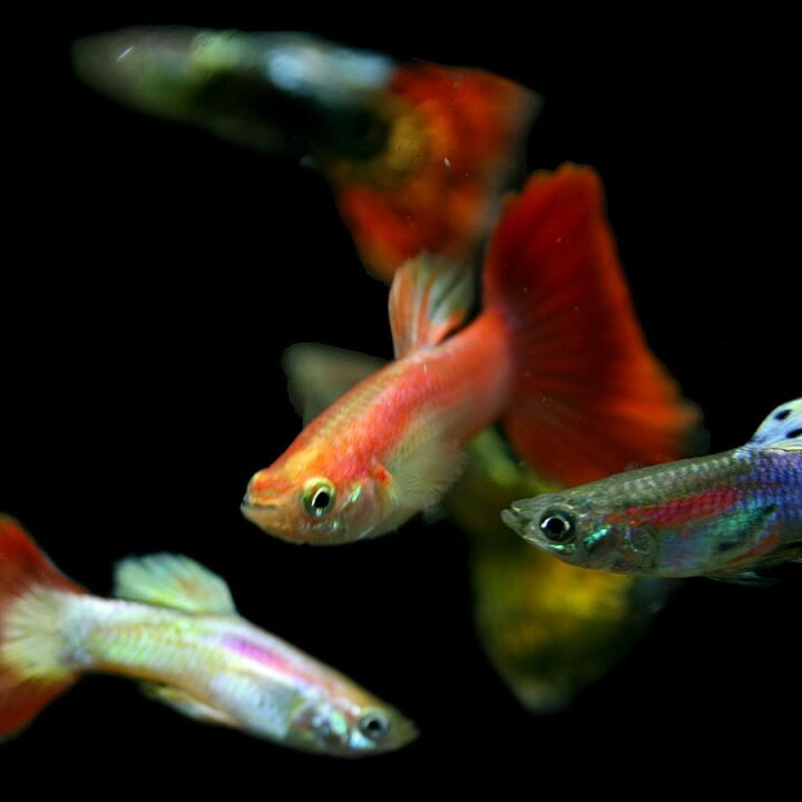 楽天市場 熱帯魚 生体 オススメ ミックスグッピー 外国産 約３cm ５ペア 水槽 熱帯魚 観賞魚 飼育 生体 通販 販売 アクアリウム あくありうむ 小型 ネオス 楽天市場店