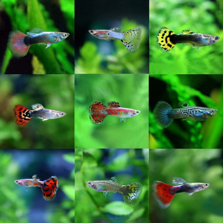 楽天市場 熱帯魚 生体 お一人様1点限り オススメ ミックスグッピー 外国産 約３cm ５ペア 水槽 熱帯魚 観賞魚 飼育 生体 通販 販売 アクアリウム あくありうむ 小型 ネオス 楽天市場店