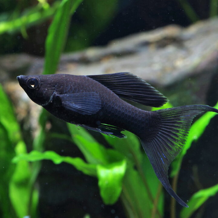 楽天市場 熱帯魚 生体 ブラックライヤーモーリー 約３ ４cm ６匹 水槽 熱帯魚 観賞魚 飼育 生体 通販 販売 アクアリウム あくありうむ 小型 ネオス 楽天市場店