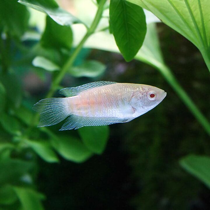 楽天市場 熱帯魚 生体 アルビノパラダイスフィッシュ 約２ ３cm １匹 水槽 熱帯魚 観賞魚 飼育 生体 通販 販売 アクアリウム あくありうむ 小型 ネオス 楽天市場店