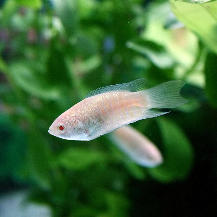 楽天市場 熱帯魚 生体 アルビノパラダイスフィッシュ 約２ ３cm １匹 水槽 熱帯魚 観賞魚 飼育 生体 通販 販売 アクアリウム あくありうむ 小型 ネオス 楽天市場店