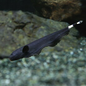 (熱帯魚)ブラックゴースト　（約6-8cm）（1匹）　泳ぎ方がカッコイイ【水槽/熱帯魚/観賞魚/飼育】【生体】【通販/販売】【アクアリウム/あくありうむ】