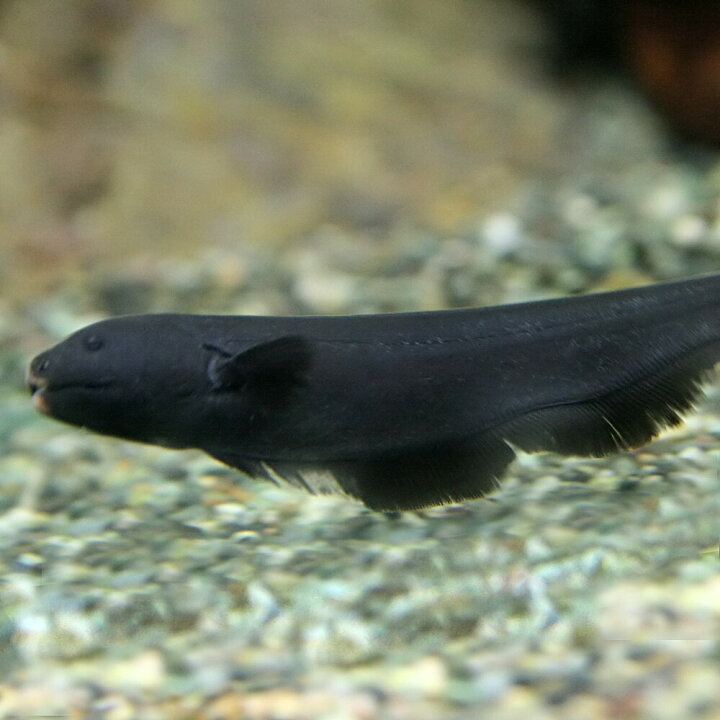 楽天市場 熱帯魚 ブラックゴースト 約6cm 1匹 泳ぎ方がカッコイイ 水槽 熱帯魚 観賞魚 飼育 生体 通販 販売 アクアリウム あくありうむ 小型 ネオス 楽天市場店 楽天市場 熱帯魚 ブラックゴースト 約6cm 1匹 泳ぎ方がカッコイイ 水槽 熱帯魚 観賞魚 飼育 生体 通販 販売 アクアリウム あくありうむ 小型 ネオス 楽天市場店