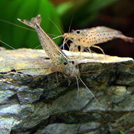 (エビ)ヤマトヌマエビ　（約2-4cm）（10匹）【水槽/熱帯魚/観賞魚/飼育】【生体】【通販/販売】【アクア…