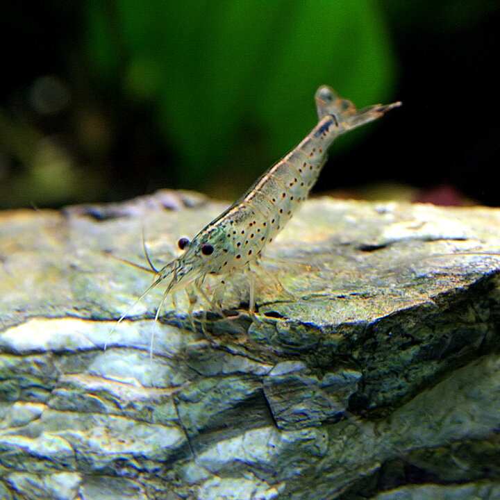 楽天市場 エビ ヤマトヌマエビ 約２ ４cm １０匹 水槽 熱帯魚 観賞魚 飼育 生体 通販 販売 アクアリウム あくありうむ 小型 ネオス 楽天市場店