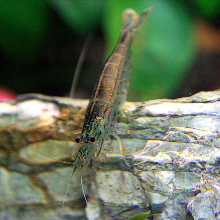楽天市場 エビ ヤマトヌマエビ 約２ ４cm １０匹 水槽 熱帯魚 観賞魚 飼育 生体 通販 販売 アクアリウム あくありうむ 小型 ネオス 楽天市場店