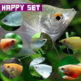 (熱帯魚 生体)【ハッピーセット】ミックス グラミー　（4匹）【水槽/熱帯魚/観賞魚/飼育】【生体】【通販/販売】【アクアリウム/あくありうむ】【小型】