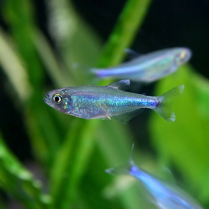 楽天市場 熱帯魚 生体 ブルーテトラ 約３cm ５匹 水槽 熱帯魚 観賞魚 飼育 生体 通販 販売 アクアリウム あくありうむ 小型 ネオス 楽天市場店