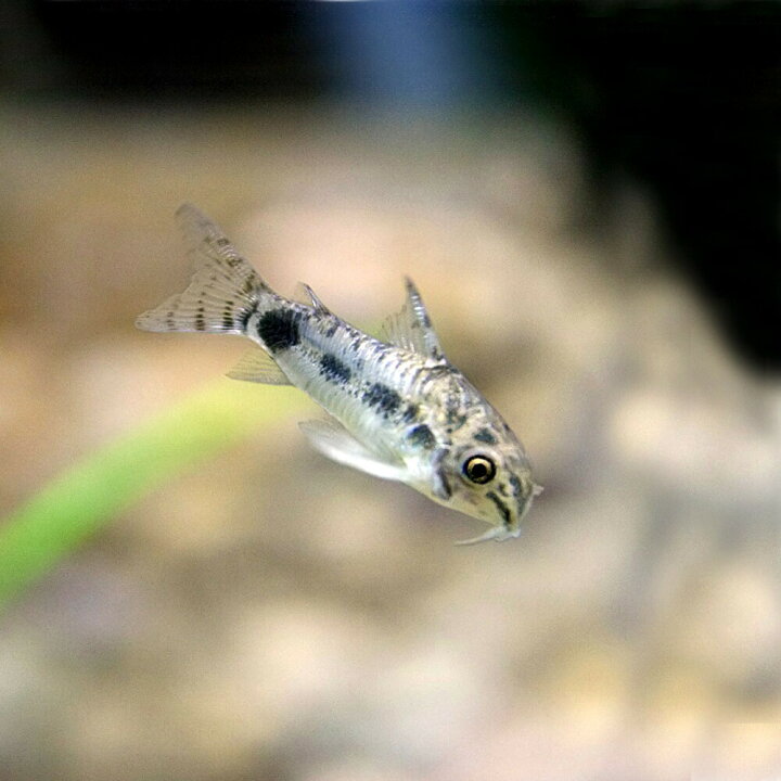 楽天市場 熱帯魚 生体 コリドラス ハブロースス コチ 約１ ５cm ３匹 水槽 熱帯魚 観賞魚 飼育 生体 通販 販売 アクアリウム あくありうむ 小型 ネオス 楽天市場店