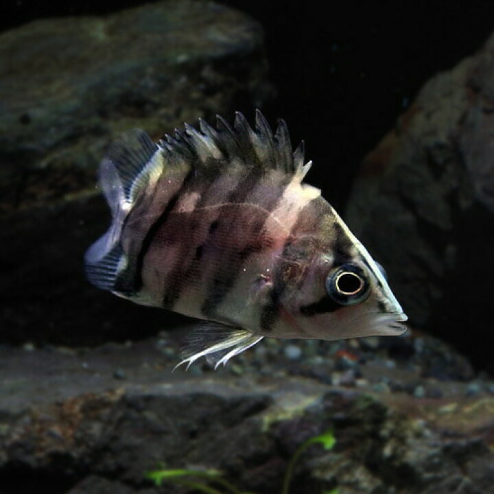 楽天市場】(熱帯魚 生体)ダトニオプラスワン （約5cm）（1匹）【水槽 