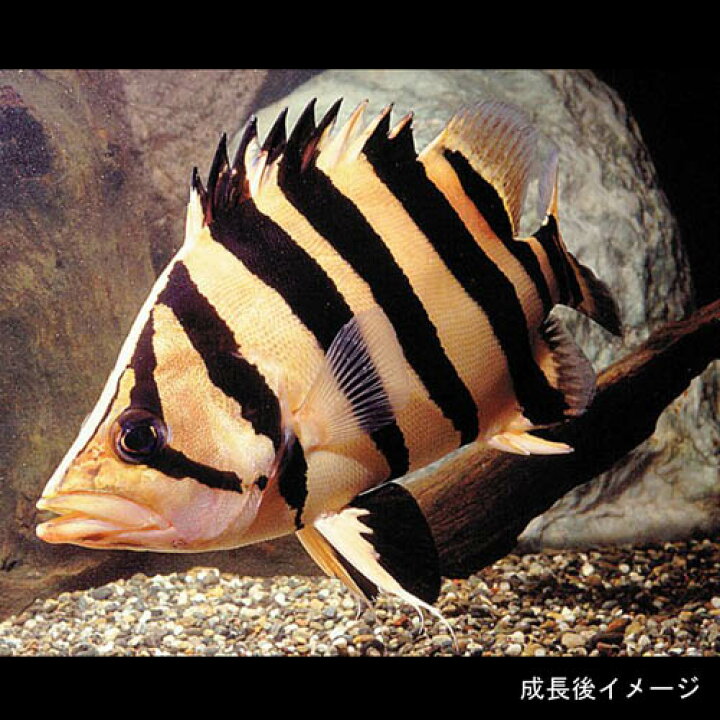 楽天市場】(熱帯魚 生体)ダトニオプラスワン （約5cm）（1匹）【水槽 