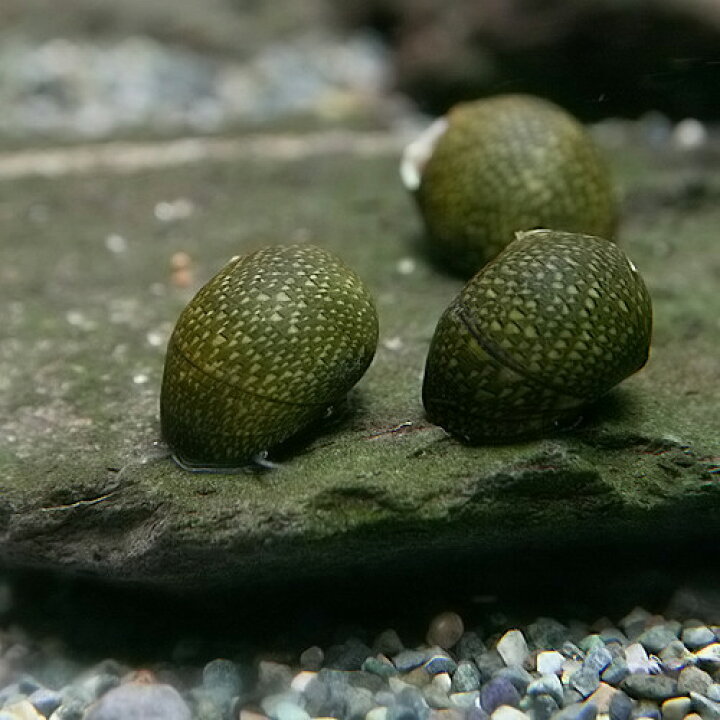 楽天市場 貝 石巻貝 １０匹 水槽 熱帯魚 観賞魚 飼育 生体 通販 販売 アクアリウム あくありうむ 小型 ネオス 楽天市場店