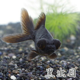 (金魚 生体)黒出目金　（約5-8cm）（1匹）【水槽/熱帯魚/観賞魚/飼育】【生体】【通販/販売】【アクアリウム/あくありうむ】【小型】