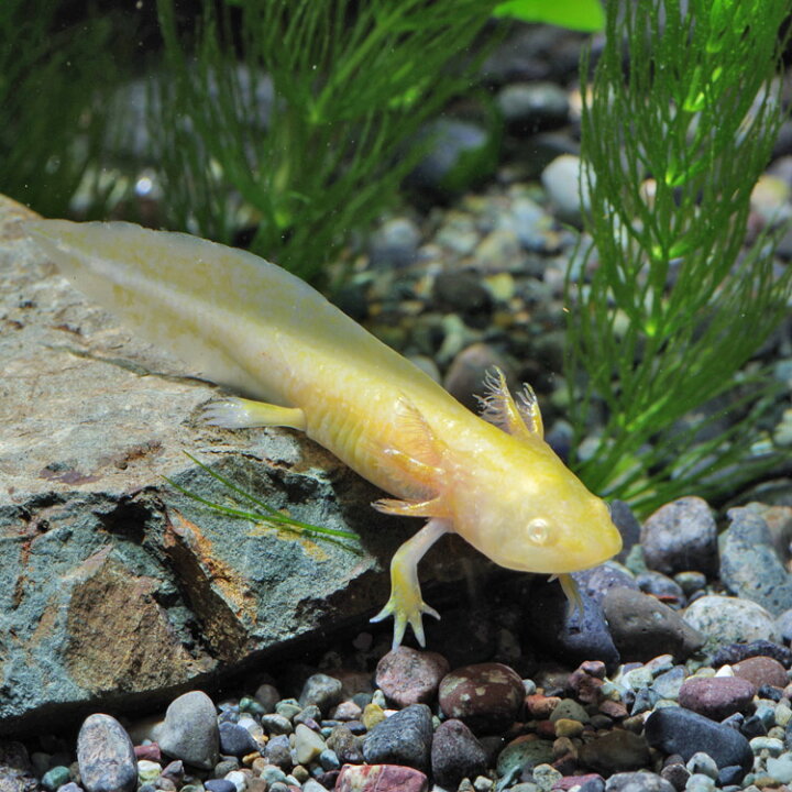 楽天市場 両生類 ウーパールーパー ゴールデン 約４cm １匹 水槽 熱帯魚 観賞魚 飼育 生体 通販 販売 アクアリウム あくありうむ 小型 ネオス 楽天市場店