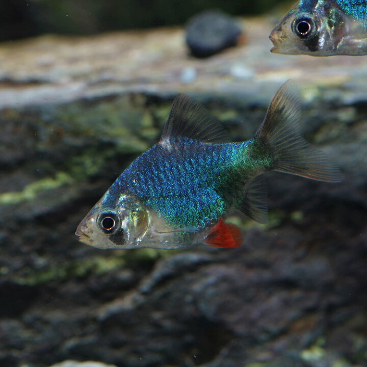 楽天市場 スーパーセール 熱帯魚 生体 グリーンスマトラ 約２cm ３匹 ネオス 楽天市場店