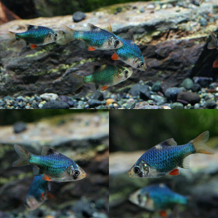 楽天市場 熱帯魚 生体 グリーンスマトラ 約２cm ３匹 水槽 熱帯魚 観賞魚 飼育 生体 通販 販売 アクアリウム あくありうむ 小型 ネオス 楽天市場店