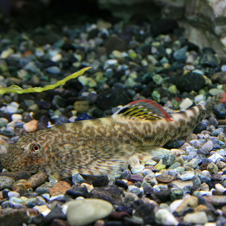 楽天市場 熱帯魚 生体 ホンコンプレコ 約３ ４cm ３匹 水槽 熱帯魚 観賞魚 飼育 生体 通販 販売 アクアリウム あくありうむ 小型 ネオス 楽天市場店