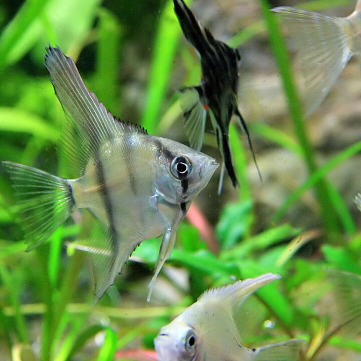楽天市場 熱帯魚 生体 国産 ミックスエンゼルフィッシュ 約１ ５ ３cm ２０匹 水槽 熱帯魚 観賞魚 飼育 生体 通販 販売 アクアリウム あくありうむ 小型 ネオス 楽天市場店