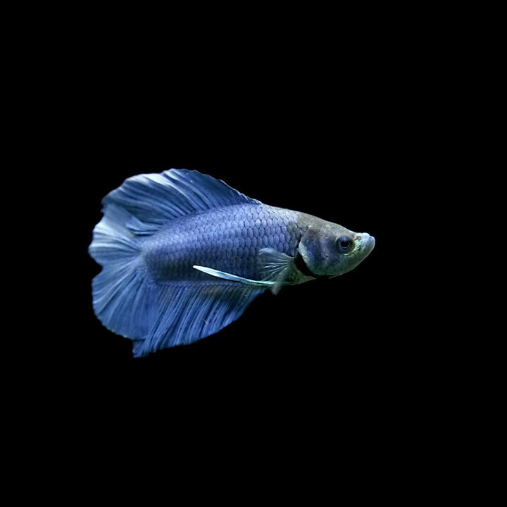 楽天市場 熱帯魚 生体 ベタ ダブルテール メス 色おまかせ 約２ ３cm １匹 水槽 熱帯魚 観賞魚 飼育 生体 通販 販売 アクアリウム あくありうむ 小型 ネオス 楽天市場店