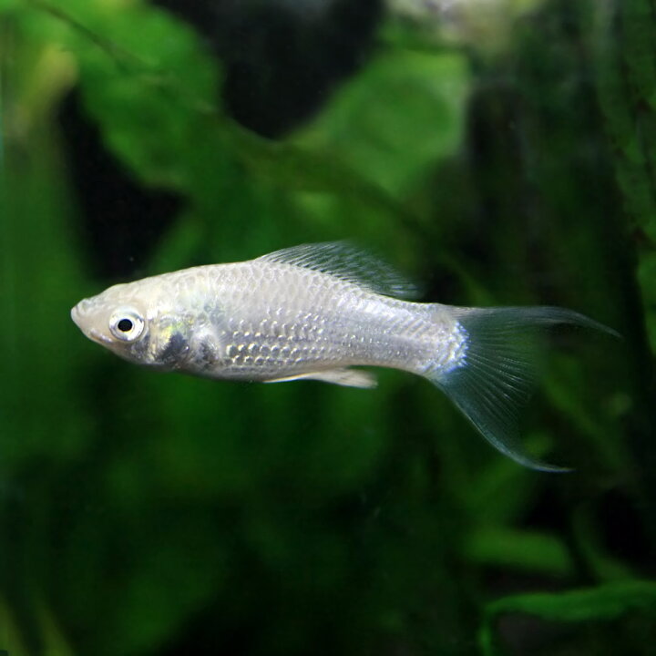 以上節約 淡水魚 お取り寄せ ブラックライヤーモーリー 3匹 生体 Shipsctc Org