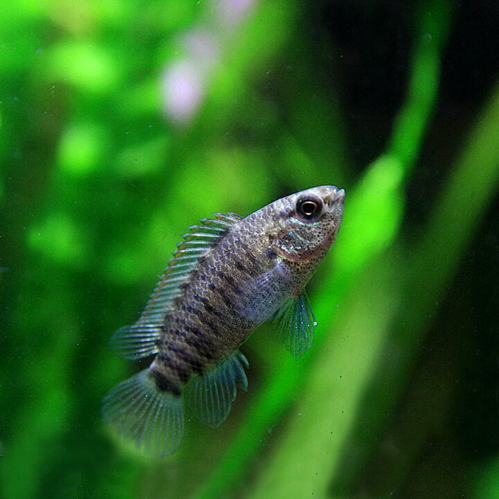 楽天市場 熱帯魚 生体 バジスバジス 約4 5cm 5匹 水槽 熱帯魚 観賞魚 飼育 生体 通販 販売 アクアリウム あくありうむ 小型 ネオス 楽天市場店 楽天市場 熱帯魚 生体 バジスバジス 約4 5cm 5匹 水槽 熱帯魚 観賞魚 飼育 生体 通販 販売 アクアリウム あくありうむ 小型 ネオス 楽天市場店