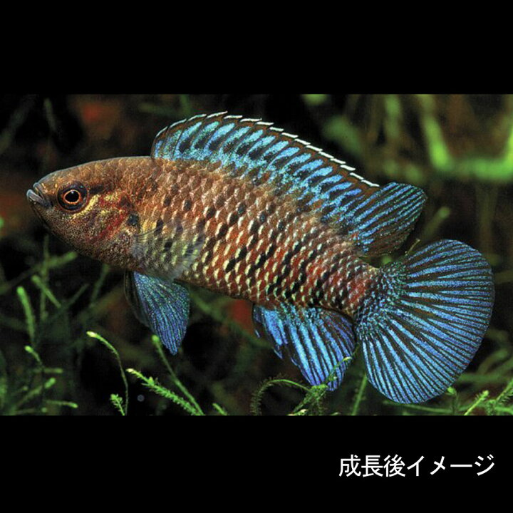 楽天市場 熱帯魚 生体 バジスバジス 約4 5cm 5匹 水槽 熱帯魚 観賞魚 飼育 生体 通販 販売 アクアリウム あくありうむ 小型 ネオス 楽天市場店 楽天市場 熱帯魚 生体 バジスバジス 約4 5cm 5匹 水槽 熱帯魚 観賞魚 飼育 生体 通販 販売 アクアリウム あくありうむ 小型 ネオス 楽天市場店